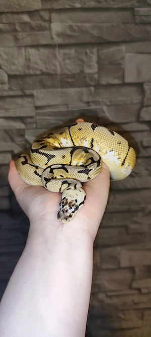 0.1 Königspython von 6.25 