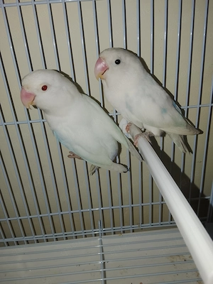 Gebe Agaponiden Zwergpageien ab