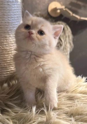 2 süßer BKH noxh frei 