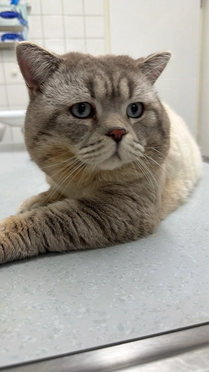 Traumhafter BKH-Mix Kater (3 J.) mit Herz aus Gold sucht sein Glück!   