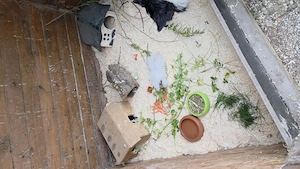 Ich nehme Meerschweinchen auf