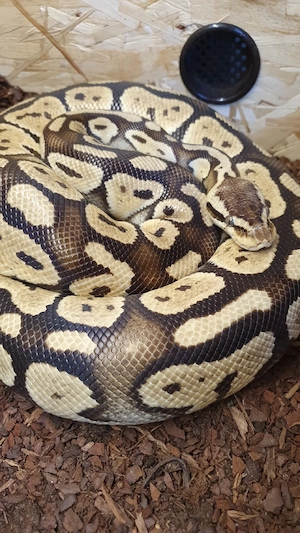 verschenke: 0.1 Königspython pastel