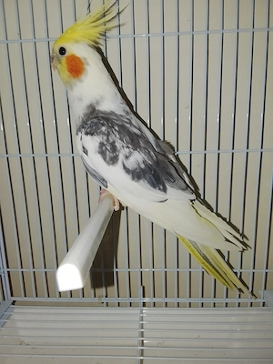 Gebe Nymphensittche in verschiedenen Farben ab 