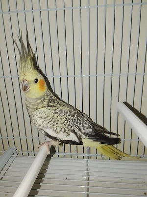 Gebe 5 Nymphensittche ab 