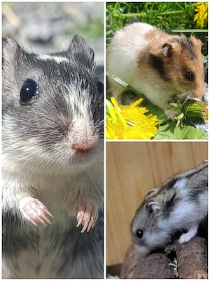 Kleintiere Hamster Zwerghamster Rennmäuse Rennmaus