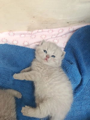 Unsere wunderschönen Britisch Kurzhaar Kitten haben das Licht der Welt erblickt