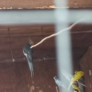 gebe Vögel ab in Liebevolle Hände an 