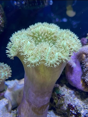 Sarcophyton fiji Pilzlederkoralle grün leuchtend