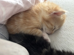 Maine Coon Mixkatzen, ab Ende Mai Anfang Juni