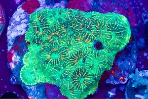 Acanthastrea Meerwasser LPS Koralle Aquarium