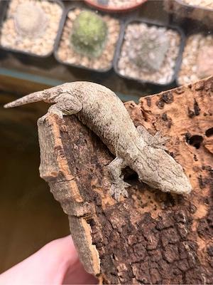 rhacodactylus leachianus US-Linie Leapin Leachies reiner Brosse Gecko neukaledionien