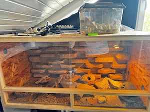 Terrarium mit 4 Leopardgecko weibchen