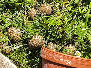 Griechische Landschildkröten aus 2024