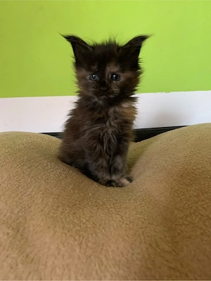 Maine Coon Kitten zu vermitteln  