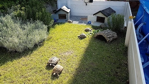 Wir nehmen Grieschiche Landschildkröten auf