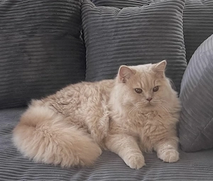 Britische Langhaar Deckkater