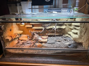 Leopardgeckos+Terrarium