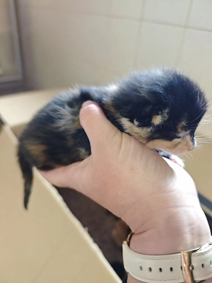 Maine-Coon   Perser Mix Kitten  Weibchen  Bild 3