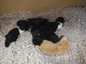 Maine-Coon   Perser Mix Kitten  Weibchen  Bild 2