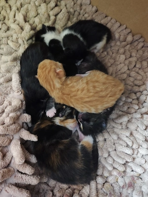 Maine-Coon   Perser Mix Kitten  Weibchen  Bild 9