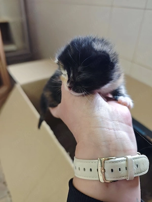 Maine-Coon   Perser Mix Kitten  Weibchen  Bild 7