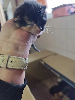 Maine-Coon   Perser Mix Kitten  Weibchen 