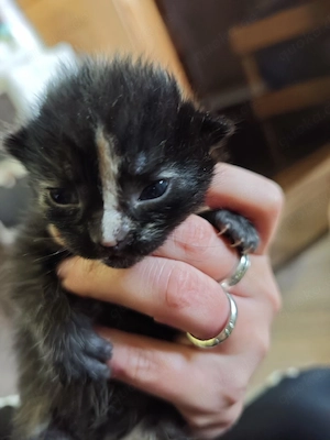 Maine-Coon   Perser Mix Kitten  Weibchen  Bild 6
