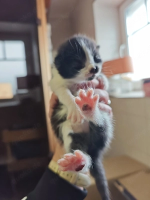 Maine-Coon   Perser Mix Kitten  Weibchen  Bild 5