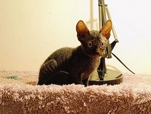 Don Sphynx Katze aus liebevoller Zucht (Italien)