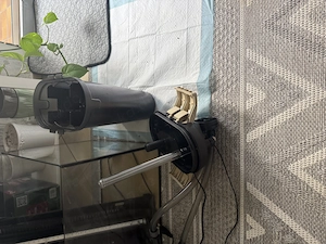 Aquarium, Zwergkrallenfrösche