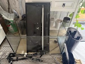 Aquarium, Zwergkrallenfrösche