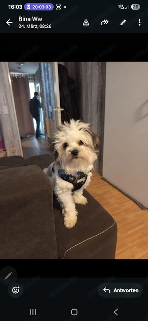 günter sucht ein neues Zuhause 