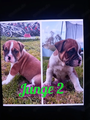 Old english bulldoge 