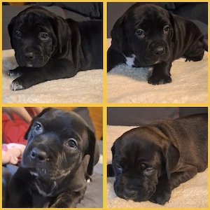 Rottweiler Bordeaux Dogge mix 