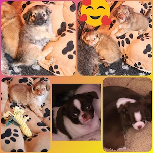 Chihuahua Mix Babys ab Ende April aus deutscher langjähriger Zucht 