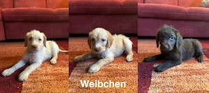 Labrador-Doodle Welpen