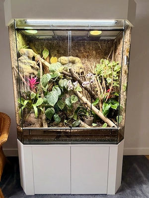 Pantherchamäleon (1 Jahr) in gute Hände abzugeben   mit hochwertigem Terrarium möglich