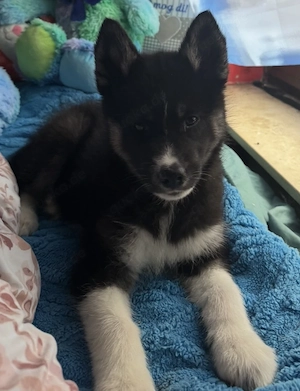 Husky Welpe Hündin 