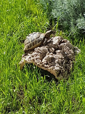 Grieschiche Landschildkröten 