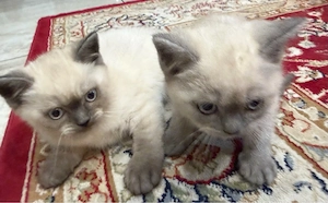 Reinrassige BKH Katzen