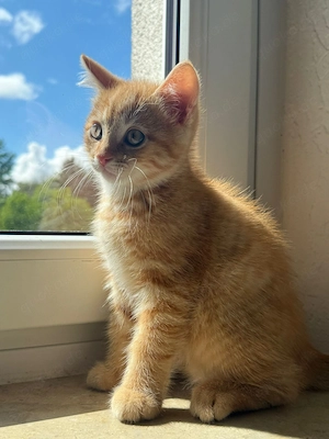 Traumhaft süßer BKH Kater (12 Wochen) reinrassig mit Zubehör DeineTierwelt präsentiert Foto Nr. 2 De