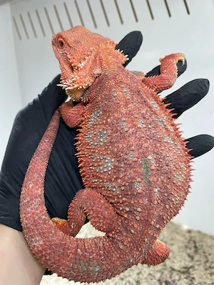 Bartagamen Weibchen (Pogona vitticeps) half red Monster half extreme red blue Tiger het Hypo 