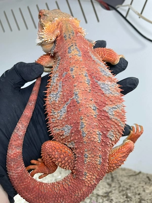 Bartagamen Weibchen (Pogona vitticeps) half red Monster high blue Tiger Hypo