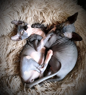 Sphynx Kitten 