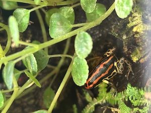 Suche Ranitomeya Uakarii und Imitator Huallaga