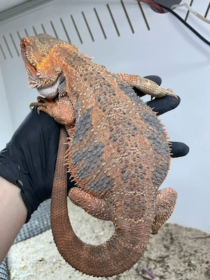 Bartagamen Weibchen (Pogona vitticeps) USA Import adult Hypo high blue Tiger