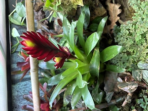 Suche Ranitomeya Uakarii und Imitator Huallaga Bild 2