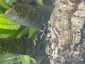 Suche Ranitomeya Uakarii und Imitator Huallaga Bild 3