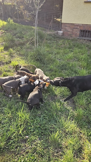 Old Englisch Bulldog Mix Welpen 