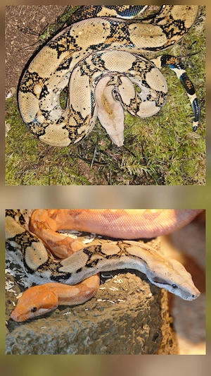 1,0 dh Blood und T+ Albino Boa 